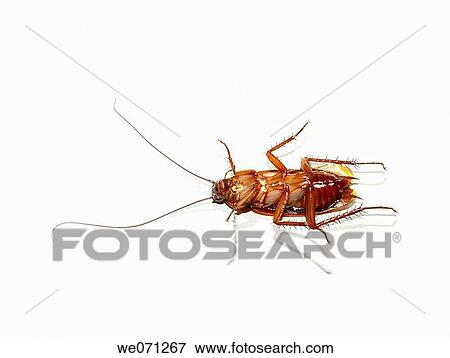 Stock Photo - Cockroach. Fotosearch