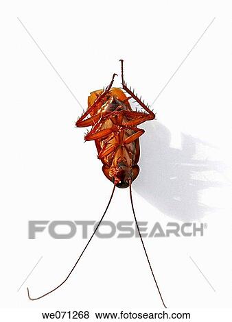 Cockroach View Large Photo Image Stock Photo - Cockroach. Fotosearch