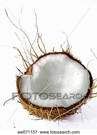 Coconut. Cocos nucifera, used in cooking and for oil. Pune, Maharashtra, India. View Large Photo Image Stock Photo - Coconut. Cocos nucifera, used in cooking and for oil. Pune, Maharashtra, India.. Fotosearch