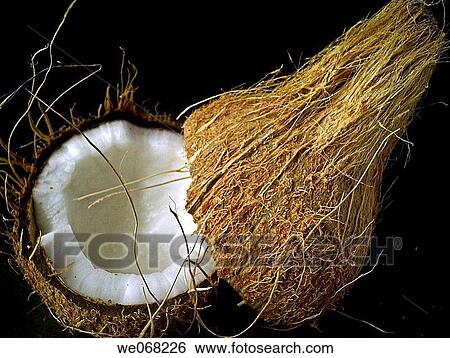 Coconut. Cocos nucifera, used in cooking and for oil. Pune, Maharashtra, India. View Large Photo Image Stock Photograph - Coconut. Cocos nucifera, used in cooking and for oil. Pune, Maharashtra, India.. Fotosearch