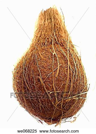 Coconut. Cocos nucifera, used in cooking and for oil. Pune, Maharashtra, India. View Large Photo Image Stock Photography - Coconut. Cocos nucifera, used in cooking and for oil. Pune, Maharashtra, India.. Fotosearch
