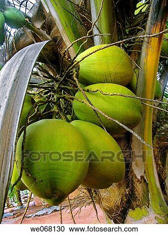 Cocos nucifera _ Commenly called Coconut, used in cooking and for oil. Velaneshwar, Ratnagiri, Maharashtra, India View Large Photo Image Stock Image - Cocos nucifera _ Commenly called Coconut, used in cooking and for oil. Velaneshwar, Ratnagiri, Maharashtra, India. Fotosearch