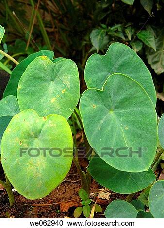 Stock Image - Colocasia sp. (Colocassia leaves) Family: Araceae. Usually cultivated in back yards, this herb needs a good amount of water to grow well. The leaves are cooked thoroughly and eaten. pune, maharashtra, india.. Fotosearch