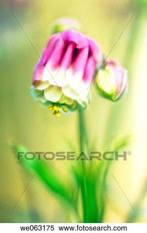 Columbine. Aquilegia formosa. April 2006, Maryland, USA View Large Photo Image Stock Photography - Columbine. Aquilegia formosa. April 2006, Maryland, USA. Fotosearch