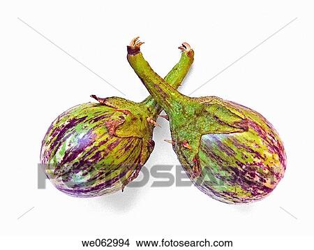 Common Name: Brinjal, Eggplant. Scientific Name: Solanum melongeana L. (Solanaceae) View Large Photo Image Picture - Common Name: Brinjal, Eggplant. Scientific Name: Solanum melongeana L. (Solanaceae). Fotosearch