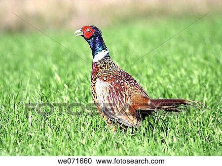 Stock Image - Common Pheasant ( Phasianus colchicus ). Russia, Voronezh area.. Fotosearch