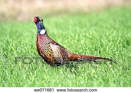 Common Pheasant ( Phasianus colchicus ). Russia, Voronezh area. View Large Photo Image Stock Image - Common Pheasant ( Phasianus colchicus ). Russia, Voronezh area.. Fotosearch
