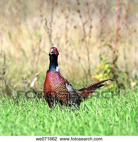 Common Pheasant ( Phasianus colchicus ). Russia, Voronezh area. View Large Photo Image Stock Image - Common Pheasant ( Phasianus colchicus ). Russia, Voronezh area.. Fotosearch