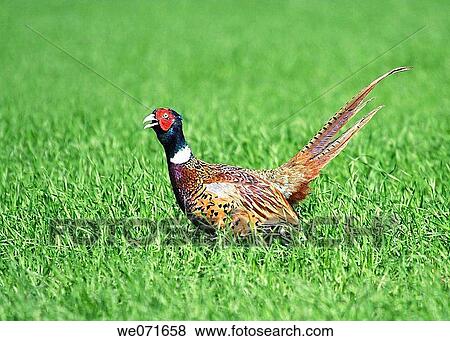 Common Pheasant ( Phasianus colchicus ). Russia, Voronezh area. View Large Photo Image Stock Photo - Common Pheasant ( Phasianus colchicus ). Russia, Voronezh area.. Fotosearch