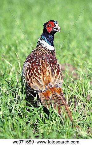 Stock Photo - Common Pheasant ( Phasianus colchicus ). Russia, Voronezh area.. Fotosearch