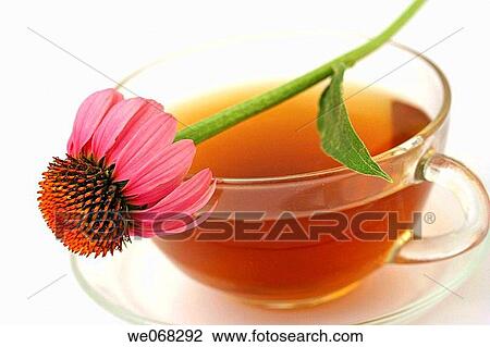 Coneflower (Echinacea purpurea) infusion View Large Photo Image Stock Image - Coneflower (Echinacea purpurea) infusion. Fotosearch