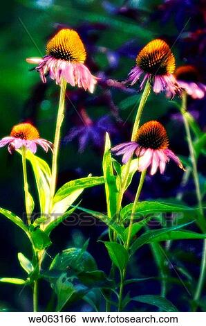 Coneflowers. Echinacea purpurea. July 2005, Maryland, USA View Large Photo Image Stock Photograph - Coneflowers. Echinacea purpurea. July 2005, Maryland, USA. Fotosearch