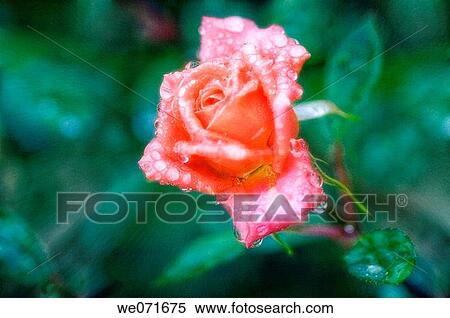 Coral Rose. Rosa hybrid. June 2005, Maryland, USA View Large Photo Image Stock Photography - Coral Rose. Rosa hybrid. June 2005, Maryland, USA. Fotosearch
