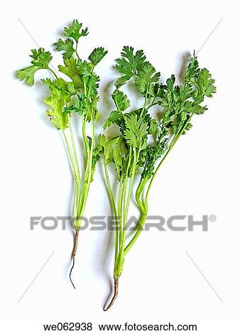 Coriander, hara dhania (leaves). View Large Photo Image Stock Photo - Coriander, hara dhania (leaves).. Fotosearch