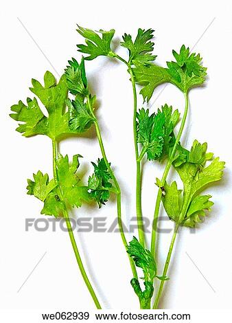 Coriander, hara dhania (leaves). View Large Photo Image Stock Photo - Coriander, hara dhania (leaves).. Fotosearch