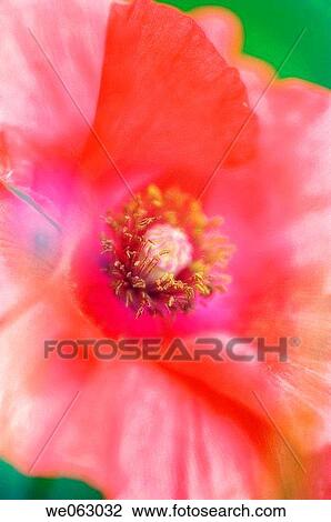 Stock Image - Corn Poppy, Shirley Poppy, Flanders Poppy. Papaver rhoeas. June 2006, Maryland, USA. Fotosearch