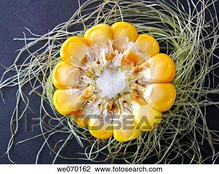 Corn View Large Photo Image Stock Image - Corn. Fotosearch