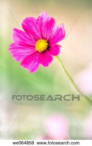 Cosmos Flower. Cosmos bipinnatus. June 2006, Maryland, USA View Large Photo Image Stock Photo - Cosmos Flower. Cosmos bipinnatus. June 2006, Maryland, USA. Fotosearch
