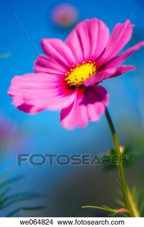 Cosmos Flower. Cosmos bipinnatus. October 2006, Maryland, USA View Large Photo Image Picture - Cosmos Flower. Cosmos bipinnatus. October 2006, Maryland, USA. Fotosearch
