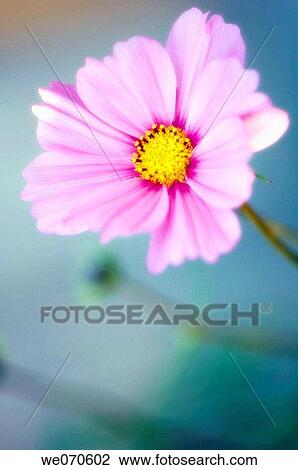Cosmos Flower. Cosmos bipinnatus. November 2006. Maryland, USA View Large Photo Image Stock Image - Cosmos Flower. Cosmos bipinnatus. November 2006. Maryland, USA. Fotosearch