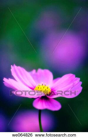 Cosmos Flower. Cosmos bipinnatus. October 2006, Maryland, USA View Large Photo Image Stock Photograph - Cosmos Flower. Cosmos bipinnatus. October 2006, Maryland, USA. Fotosearch