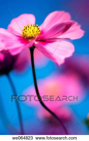 Cosmos Flowers. Cosmos bipinnatus. October 2006, Maryland, USA View Large Photo Image Stock Image - Cosmos Flowers. Cosmos bipinnatus. October 2006, Maryland, USA. Fotosearch