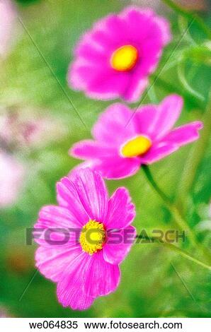 Cosmos Flowers. Cosmos bipinnatus. October 2006, Maryland, USA View Large Photo Image Stock Photography - Cosmos Flowers. Cosmos bipinnatus. October 2006, Maryland, USA. Fotosearch