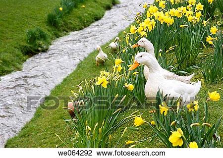 countryside stream with white ducks standing on the side, amongst daffodils View Large Photo Image Stock Image - countryside stream with white ducks standing on the side, amongst daffodils. Fotosearch