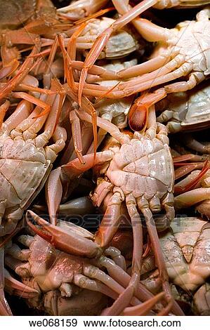 Crabs View Large Photo Image Stock Photo - Crabs. Fotosearch