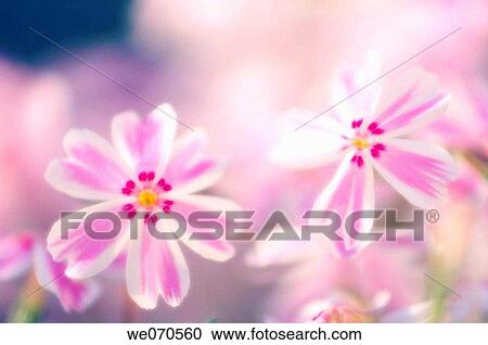 Creeping Phlox. Phlox subulata. April 2006. Maryland, USA View Large Photo Image Stock Image - Creeping Phlox. Phlox subulata. April 2006. Maryland, USA. Fotosearch