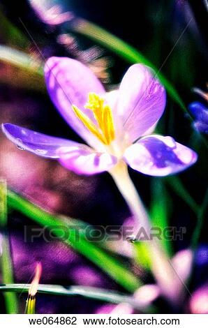 Crocus Flower. Crocus tommasinianus. March 2007, Maryland, USA View Large Photo Image Stock Image - Crocus Flower. Crocus tommasinianus. March 2007, Maryland, USA. Fotosearch