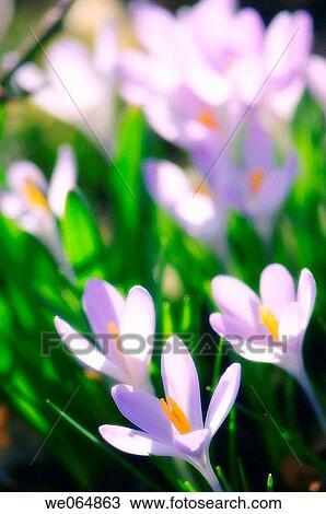 Crocus Flower. Crocus tommasinianus. March 2007, Maryland, USA View Large Photo Image Stock Image - Crocus Flower. Crocus tommasinianus. March 2007, Maryland, USA. Fotosearch