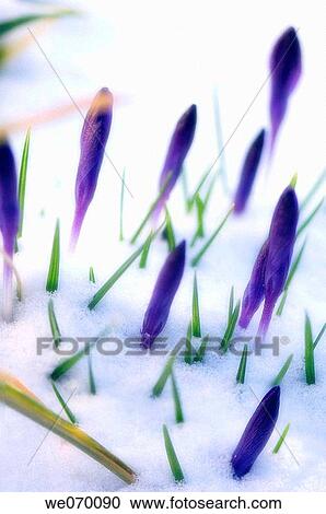 Crocus Flowers Covered with Snow. Crocus vernus. March 2007, Maryland, USA View Large Photo Image Stock Image - Crocus Flowers Covered with Snow. Crocus vernus. March 2007, Maryland, USA. Fotosearch