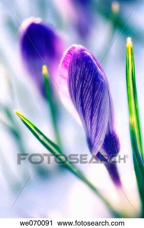 Crocus Flowers Covered with Snow. Crocus vernus. March 2007, Maryland, USA View Large Photo Image Stock Image - Crocus Flowers Covered with Snow. Crocus vernus. March 2007, Maryland, USA. Fotosearch