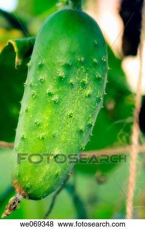 Cucumber. Cucumis sativus, Maryland, USA View Large Photo Image Stock Photo - Cucumber. Cucumis sativus, Maryland, USA. Fotosearch