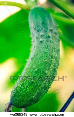 Stock Photo - Cucumber. Cucumis sativus, Maryland, USA. Fotosearch