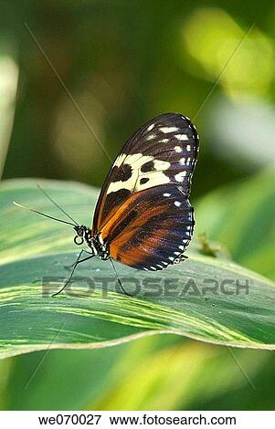 Cydno Longwing (Heliconius cydno) View Large Photo Image Stock Photo - Cydno Longwing (Heliconius cydno). Fotosearch