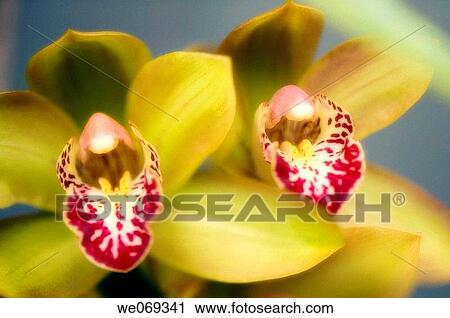 Cymbidium Orchid hybrid. September 2006, Maryland, USA View Large Photo Image Stock Image - Cymbidium Orchid hybrid. September 2006, Maryland, USA. Fotosearch