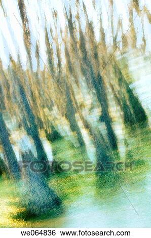 Stock Photograph - Cypress Swamp. March 2007, Maryland, USA. Fotosearch