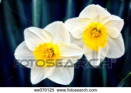 Daffodil Duo. Narcissus hybrid. March 2006, Maryland, USA View Large Photo Image Stock Photography - Daffodil Duo. Narcissus hybrid. March 2006, Maryland, USA. Fotosearch