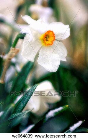 Daffodil Flower Damaged by Snow. Narcissus poeticus. April 2007, Maryland, USA View Large Photo Image Stock Photo - Daffodil Flower Damaged by Snow. Narcissus poeticus. April 2007, Maryland, USA. Fotosearch