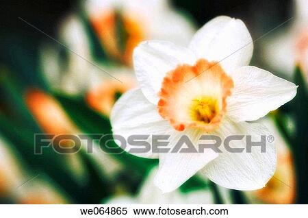 Daffodil. Narcissus hybrid. March 2007, Maryland, USA View Large Photo Image Stock Photography - Daffodil. Narcissus hybrid. March 2007, Maryland, USA. Fotosearch