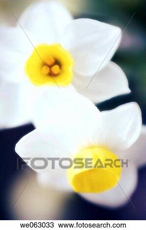 Daffodils (Narcissi). Narcissus hybrid. March 2006, Maryland, USA View Large Photo Image Stock Image - Daffodils (Narcissi). Narcissus hybrid. March 2006, Maryland, USA. Fotosearch