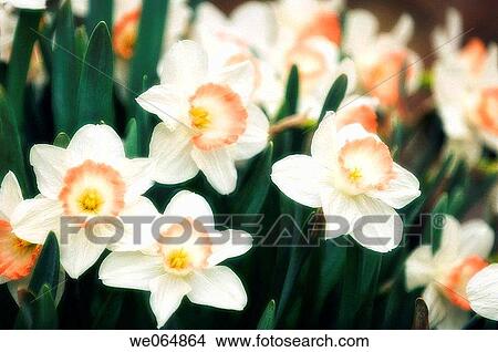 Daffodils. Narcissus hybrid. March 2007, Maryland, USA View Large Photo Image Picture - Daffodils. Narcissus hybrid. March 2007, Maryland, USA. Fotosearch