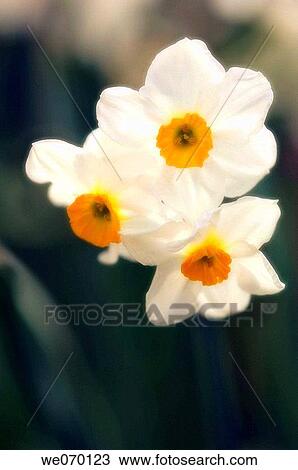 Stock Image - Daffofil Trio. Narcissus hybrid. March 2006, Maryland, USA. Fotosearch