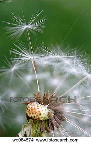 Dandelion-seed (Taraxacum officinale). H÷ga Kusten, coast of Baltic Sea, V? sternorrlands l? n, Sweden, Scandinavia, Europe View Large Photo Image Picture - Dandelion-seed (Taraxacum officinale). H÷ga Kusten, coast of Baltic Sea, V? sternorrlands l? n, Sweden, Scandinavia, Europe. Fotosearch