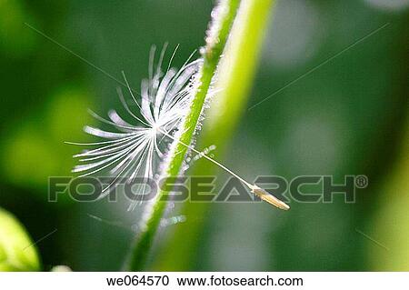 Dandelion-seed (Taraxacum officinale). H÷ga Kusten, coast of Baltic Sea, V? sternorrlands l? n, Sweden, Scandinavia, Europe View Large Photo Image Stock Image - Dandelion-seed (Taraxacum officinale). H÷ga Kusten, coast of Baltic Sea, V? sternorrlands l? n, Sweden, Scandinavia, Europe. Fotosearch