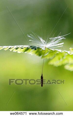 Dandelion-seed (Taraxacum officinale). H÷ga Kusten, coast of Baltic Sea, V? sternorrlands l? n, Sweden, Scandinavia, Europe View Large Photo Image Stock Image - Dandelion-seed (Taraxacum officinale). H÷ga Kusten, coast of Baltic Sea, V? sternorrlands l? n, Sweden, Scandinavia, Europe. Fotosearch