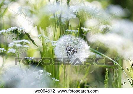 Dandelion-seed (Taraxacum officinale). H÷ga Kusten, coast of Baltic Sea, V? sternorrlands l? n, Sweden, Scandinavia, Europe View Large Photo Image Stock Image - Dandelion-seed (Taraxacum officinale). H÷ga Kusten, coast of Baltic Sea, V? sternorrlands l? n, Sweden, Scandinavia, Europe. Fotosearch