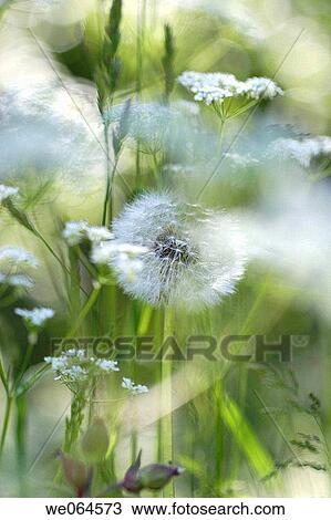 Stock Image - Dandelion-seed (Taraxacum officinale). H÷ga Kusten, coast of Baltic Sea, V? sternorrlands l? n, Sweden, Scandinavia, Europe. Fotosearch